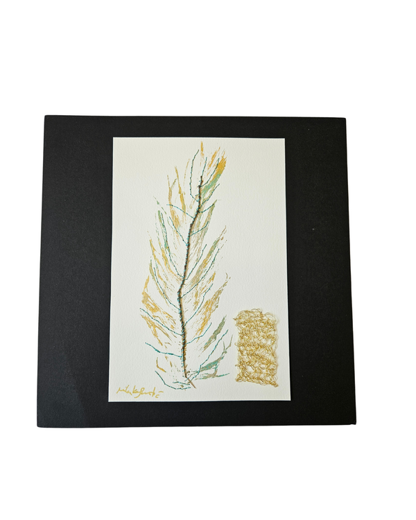 Pluma Dorada Intervenida