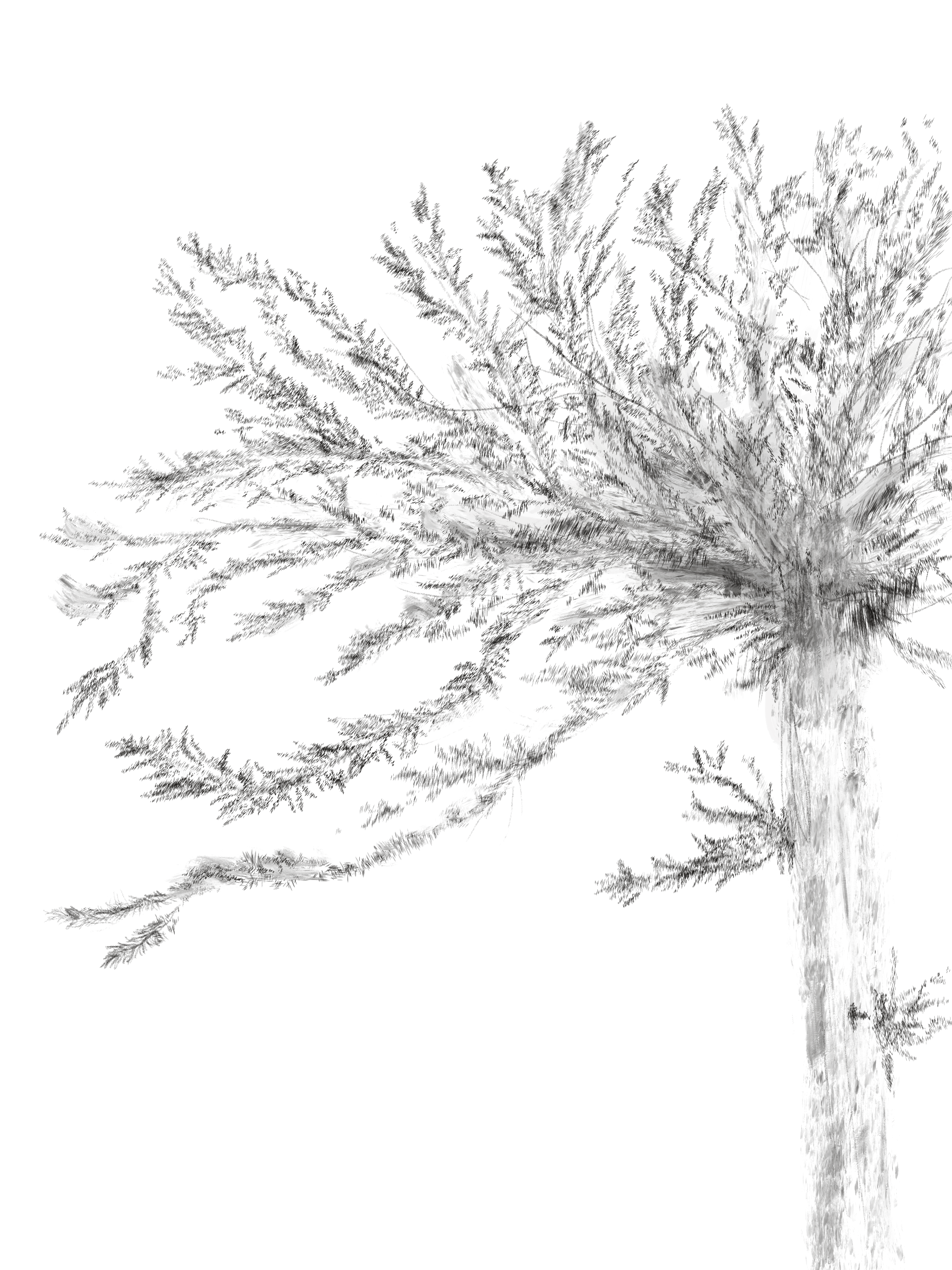Araucarias